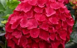 Cardinal Red Hydrangea - 6 Pack Of 1 Gallon Pots -Plant Shop Hydrangea Cardinal