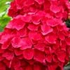 Cardinal Red Hydrangea - 6 Pack Of 1 Gallon Pots -Plant Shop Hydrangea Cardinal Red BS