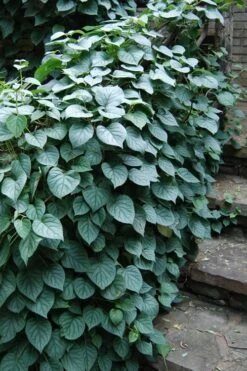Moonlight Climbing Hydrangea - 5 Gallon Pot -Plant Shop Hydrangea Climbing Moonlight 2 2