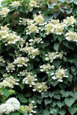 Moonlight Climbing Hydrangea - 1 Gallon Pot -Plant Shop Hydrangea Climbing Moonlight 3 1