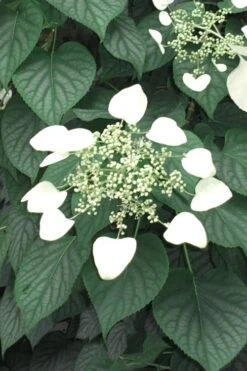 Moonlight Climbing Hydrangea - 2 Gallon Pot -Plant Shop Hydrangea Climbing Moonlight 5