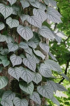 Moonlight Climbing Hydrangea - 5 Gallon Pot -Plant Shop Hydrangea Climbing Moonlight 6 2