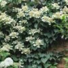 Moonlight Climbing Hydrangea - 5 Gallon Pot -Plant Shop Hydrangea Climbing Moonlight 9 2
