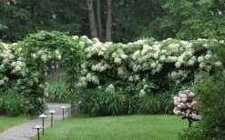 Moonlight Climbing Hydrangea - 1 Gallon Pot -Plant Shop Hydrangea Climbing Petiolaris 16 1