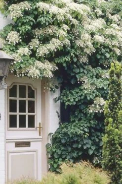 Moonlight Climbing Hydrangea - 5 Gallon Pot -Plant Shop Hydrangea Climbing Petiolaris 17 2