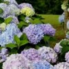 Dear Dolores Hydrangea - 1 Gallon Pot 1 Dear Dolores Hydrangea - 1 Gallon Pot -Plant Shop Hydrangea Dear Delores 500x750 1