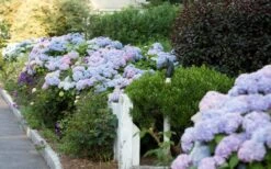 Dear Dolores Hydrangea - 1 Gallon Pot -Plant Shop Hydrangea Dear Dolores Garden Planting