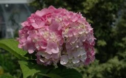 Dear Dolores Hydrangea - 1 Gallon Pot -Plant Shop Hydrangea Dear Dolores Pink