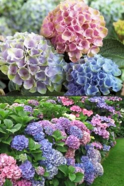 Everlasting Revolution Hydrangea - 3 Gallon Pot -Plant Shop Hydrangea Everlasting Revolution 2