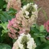 Jetstream Oakleaf Hydrangea - 3 Gallon Pot -Plant Shop Hydrangea Jetstream