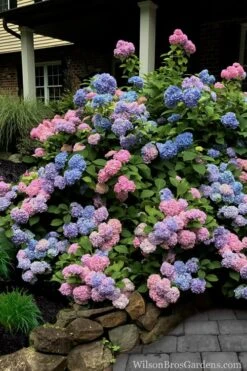 L.A. Dreamin' Hydrangea - 2 Gallon Pot -Plant Shop Hydrangea LA Dreamin 5