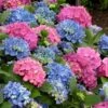 L.A. Dreamin' Hydrangea - 2 Gallon Pot -Plant Shop Hydrangea LA Dreamin 500x750 1