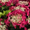 Lady In Red Hydrangea - 3 Gallon Pot -Plant Shop Hydrangea Lady in Red 500x750 1