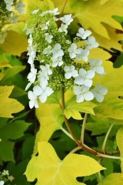Little Honey Oakleaf Hydrangea - 1 Gallon Pot -Plant Shop Hydrangea Little Honey 3