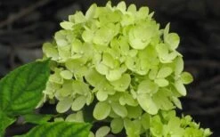 Little Lime Hydrangea - 3 Pack Of Quart Pots -Plant Shop Hydrangea Little Lime