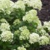 Little Lime Hydrangea - 3 Pack Of Quart Pots -Plant Shop Hydrangea Little Lime 500x750 1