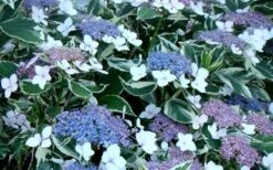 Mariesii Variegated Lacecap Hydrangea - 3 Gallon Pot -Plant Shop Hydrangea Mariesii Variegated Blooms