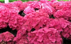 Merritts Supreme Hydrangea - 3 Gallon Pot -Plant Shop Hydrangea Merrits Supreme Pink 12