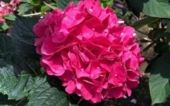 Merritts Supreme Hydrangea - 1 Gallon Pot -Plant Shop Hydrangea Merrits Supreme Pink 13 1