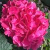 Merritts Supreme Hydrangea - 3 Gallon Pot -Plant Shop Hydrangea Merrits Supreme Pink 15