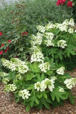 Munchkin Dwarf Oakleaf Hydrangea - 1 Gallon Pot -Plant Shop Hydrangea Munchkin 11