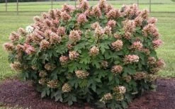 Munchkin Dwarf Oakleaf Hydrangea - 1 Gallon Pot -Plant Shop Hydrangea Munchkin