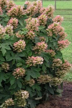 Munchkin Dwarf Oakleaf Hydrangea - 1 Gallon Pot -Plant Shop Hydrangea Munchkin 500x750 1