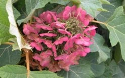 Munchkin Dwarf Oakleaf Hydrangea - 1 Gallon Pot -Plant Shop Hydrangea Munchkin Bloom Closeup