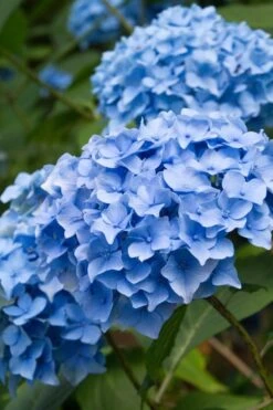 Nikko Blue Hydrangea - 2 Gallon Pot 15 Nikko Blue Hydrangea - 2 Gallon Pot -Plant Shop Hydrangea Nikko Blue 10 1