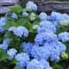 Nikko Blue Hydrangea - 2 Gallon Pot -Plant Shop Hydrangea Nikko Blue 500x750 2