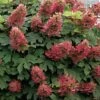 Ruby Slippers Dwarf Oakleaf Hydrangea - 7 Gallon Pot -Plant Shop Hydrangea Oakleaf Ruby Slippers 500x750 1