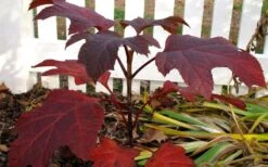 Ruby Slippers Dwarf Oakleaf Hydrangea - 3 Gallon Pot -Plant Shop Hydrangea Oakleaf Ruby Slippers Fall Foliage Color 1