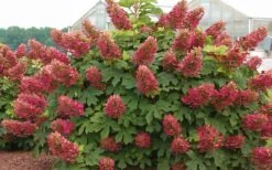 Ruby Slippers Dwarf Oakleaf Hydrangea - 3 Gallon Pot -Plant Shop Hydrangea Oakleaf Ruby Slippers Full Bloom 1