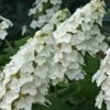 Snow Queen Oakleaf Hydrangea - 2 Gallon Pot 1 Snow Queen Oakleaf Hydrangea - 2 Gallon Pot -Plant Shop Hydrangea Oakleaf Snow Queen 8