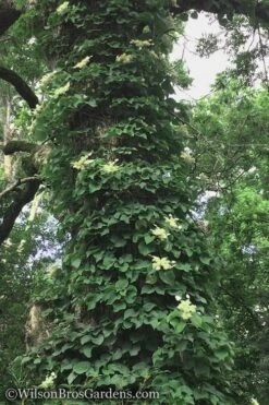 Moonlight Climbing Hydrangea - 2 Gallon Pot -Plant Shop Hydrangea Petiolaris Climbing Tree 18