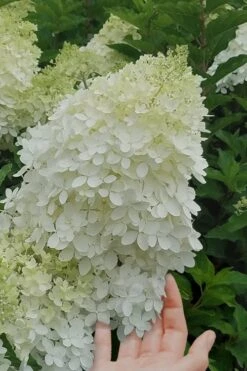 Phantom Hydrangea - 5 Gallon Pot -Plant Shop Hydrangea Phantom 20 1