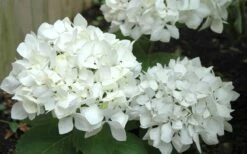 Sister Theresa Hydrangea - 1 Gallon Pot -Plant Shop Hydrangea Sister Theresa 50