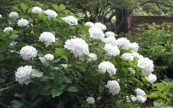 Sister Theresa Hydrangea - 1 Gallon Pot -Plant Shop Hydrangea Sister Theresa 51