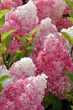 Strawberry Sundae Hydrangea - 3 Gallon Pot -Plant Shop Hydrangea Strawberry Sundae Flowers 3