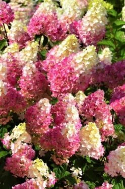 Strawberry Sundae Hydrangea - 3 Gallon Pot -Plant Shop Hydrangea Strawberry Sundae Flowers 5