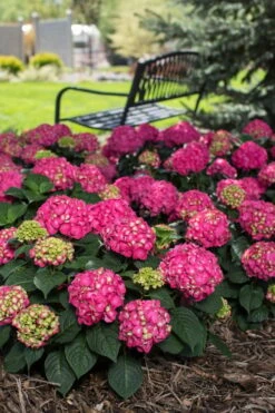 Summer Crush Endless Summer Hydrangea - 1 Gallon Pot -Plant Shop Hydrangea Summer Crush Endless Summer 3
