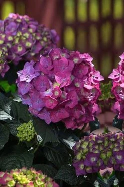 Summer Crush Endless Summer Hydrangea - 1 Gallon Pot -Plant Shop Hydrangea Summer Crush Endless Summer 4