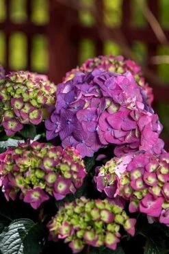 Summer Crush Endless Summer Hydrangea - 1 Gallon Pot -Plant Shop Hydrangea Summer Crush Endless Summer 5