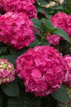 Summer Crush Endless Summer Hydrangea - 1 Gallon Pot -Plant Shop Hydrangea Summer Crush Endless Summer 6