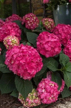 Summer Crush Endless Summer Hydrangea - 1 Gallon Pot -Plant Shop Hydrangea Summer Crush Endless Summer 7