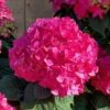 Summer Crush Endless Summer Hydrangea - 1 Gallon Pot -Plant Shop Hydrangea Summer Crush Endless Summer 8
