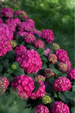 Summer Crush Endless Summer Hydrangea - 1 Gallon Pot -Plant Shop Hydrangea Summer Crush Endless Summer 9