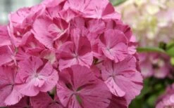 Sweet Fantasy Hydrangea - 1 Gallon Pot -Plant Shop Hydrangea Sweet Fantasy 2 1