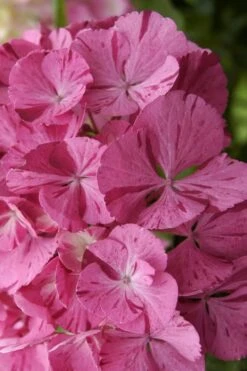 Sweet Fantasy Hydrangea - 1 Gallon Pot -Plant Shop Hydrangea Sweet Fantasy 3 1