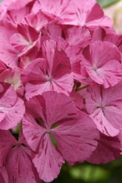 Sweet Fantasy Hydrangea - 3 Gallon Pot -Plant Shop Hydrangea Sweet Fantasy 4